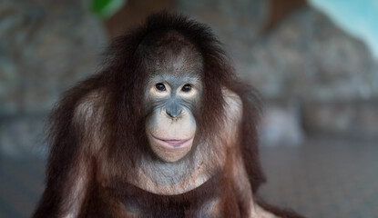 Thailand Zoos and Zoo Animals and Pets, 