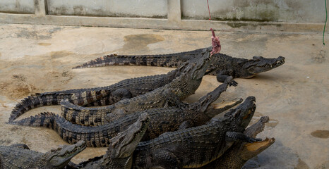 Thailand Zoos and Zoo Animals and Pets, 