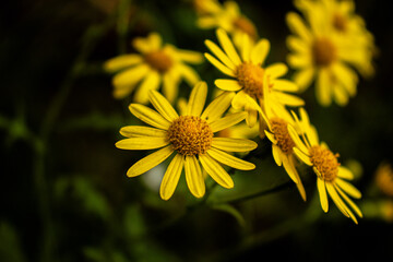 yellow little flowers