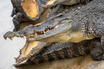 Thailand Zoos and Zoo Animals and Pets, 