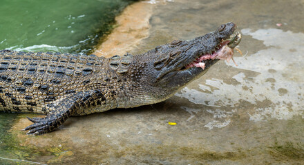 Thailand Zoos and Zoo Animals and Pets, 