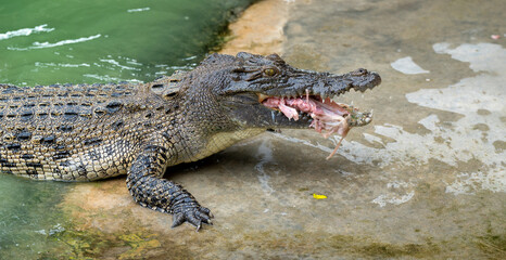 Thailand Zoos and Zoo Animals and Pets, 