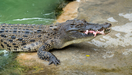 Thailand Zoos and Zoo Animals and Pets, 