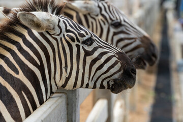 Thailand Zoos and Zoo Animals and Pets, 