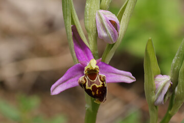 ophrys x albertiana (o. apifera x fuciflora)