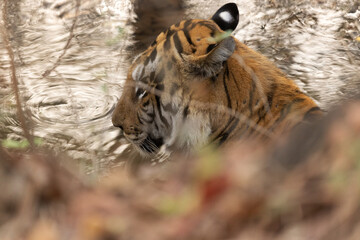 Closeup of a tiger resting in a river channel, Tadoba Andhari Tiger Reserve, India