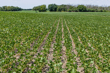 Fototapeta na wymiar Rows of soybeans with farm fields and trees in the distance.