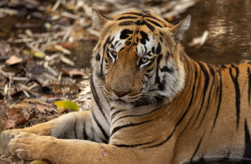 Portrait of a tiger, Tadoba Andhari Tiger Reserve, India