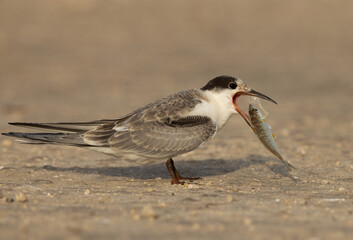 White-cheeked Tern chick trying to swallon fish at Tubli coast, Bahrain