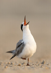 Closeup of a hungry White-cheeked Tern chick calling its mother at Tubli coast, Bahrain