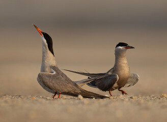 Courtship dance of a pair of White-cheeked Tern, Bahrain