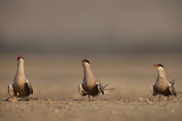 White-cheeked Terns perched on the ground at Tubli, Bahrain