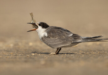 White-cheeked Tern chick trying to swallon fish at Tubli coast, Bahrain