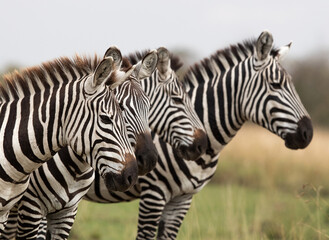 Fototapeta na wymiar Closeup with selective focus on zebra at Masai Mara, Kenya
