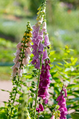 Bumblebee on the flowers of the foxglove plant in the garden. Digitalis purpurea is a species of perennial herbaceous plant of the Plantaginaceae family  © Flower_Garden