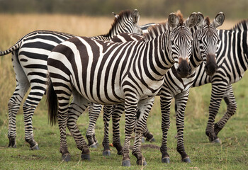 Fototapeta na wymiar A herd of zebra at Masai Mara, Kenya