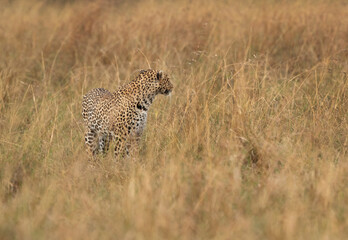 Leopard in the grassland of Masai Mara, Kenya