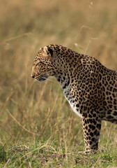 Closeup of a leopard in the grassland of Masai Mara, Kenya