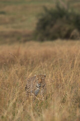 Leopard walking in the grassland of Masai Mara, Kenya