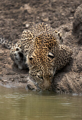 Closeup of a leopard drinking water, Masai Mara, Kenya
