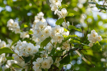  Chubushnik ( lat. Philadelphus ) is a genus of shrubs from the Hydrangeaceae family