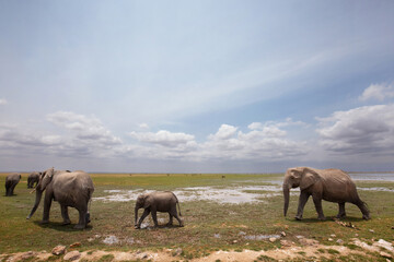 A wide angle view of elephants walking in Amboseli national park in cloudy weather, Kenya