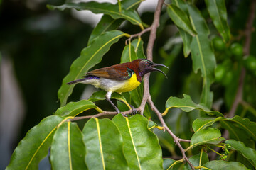 Purple-Rumped Sunbird  (Leptocoma zeylonica)
