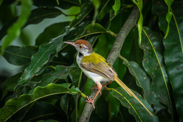 Common Tailorbird  (Orthotomus Sutorius)