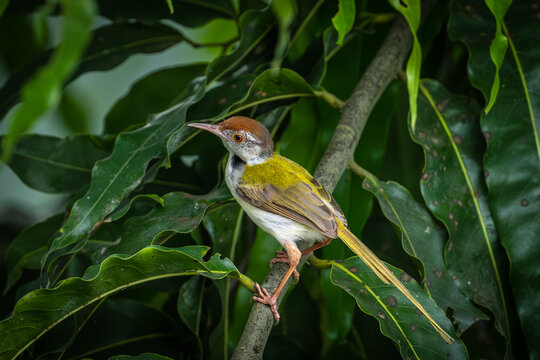 Common Tailorbird  (Orthotomus Sutorius)