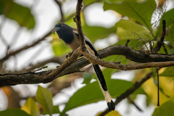 Rufous Treepie (Dendrocitta vagabunda)