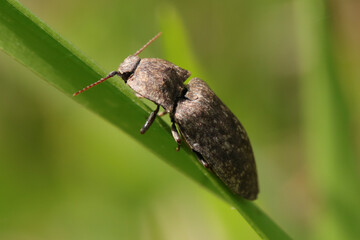 Taupin rongeur (agrypnus murinus) - (agrypnus murina)