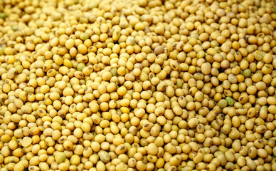 Seeds of soy beans with high protein, antioxidant nutrients,Asian cooking,
