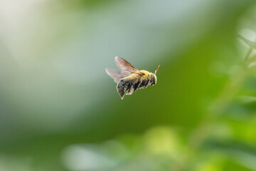 Bumblebee (Bombus)