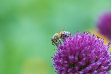 Eine Honigbiene sitzt auf der lila Blüte eines Allium