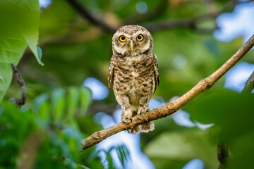 spotted owlet (athene brama)