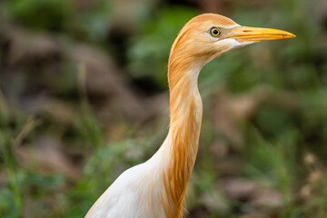 Cattle Egret (Bubulcus Ibis)