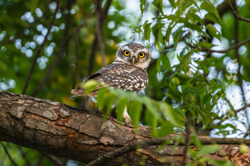 Naklejka premium spotted owlet (athene brama)