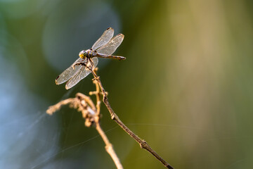 Potamarcha Congener Dragonfly