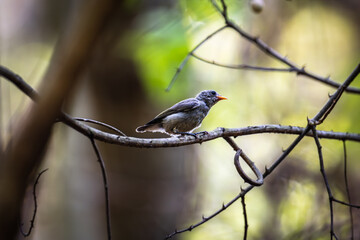 Pale-billed flowerpecker (Dicaeum erythrorhynchos)
