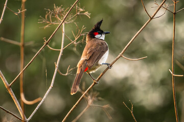 Red-Whiskered Bulbul (Pycnonotus Jocosus)