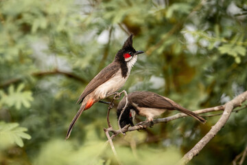  Red-Whiskered Bulbul (Pycnonotus Jocosus) 