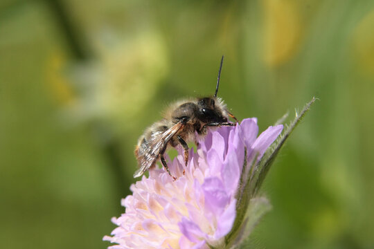 Osmie rousse commune (osmia bicornis)