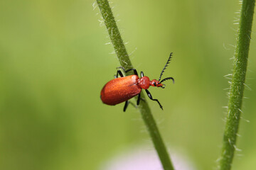 Fototapeta premium Pyrochre à tête rouge --- Cardinal à tête rouge (Pyrochroa serraticornis)