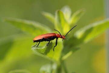 Pyrochre à tête rouge --- Cardinal à tête rouge (Pyrochroa serraticornis)