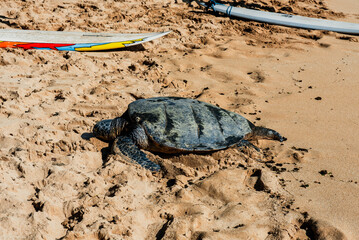 Green sea turtle and surf board on a sand beach