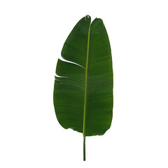 3d illustration of single leaves isolated on transparent background