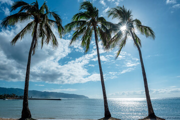 Three palm trees on the hawaiian shore