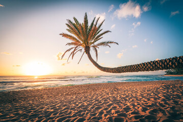 Leaning palm tree at sunset on hawaiian beach
