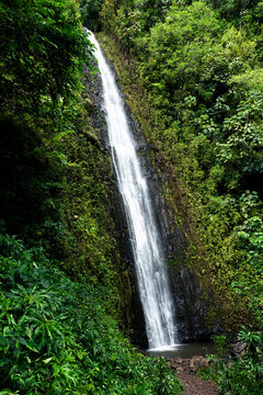 Sacred Manoa falls in hawaiian jungle