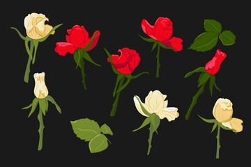 Set of hand drawn blooming white and red roses on black background. Vector flat isolated roses with leaves. Dark theme. Perfect for stickers, tatoo, pattern, background, wrapping paper